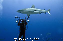Shark Filming in Chuuk by John Snyder 